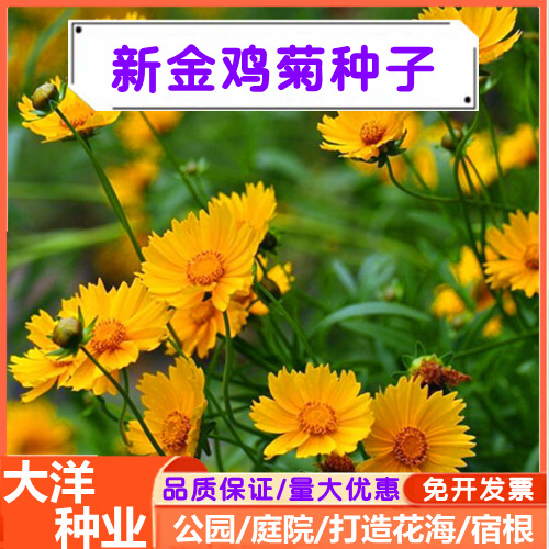 多年生宿根大花金鸡菊种子耐热打造花海工程绿化金鸡菊种子