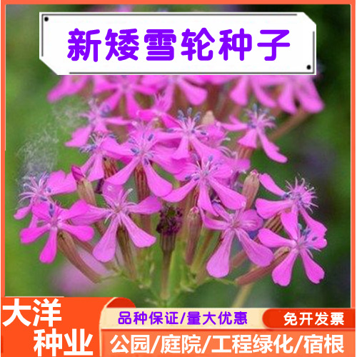 沭阳县矮雪轮种子大蔓樱花种子高雪轮种子四季花卉耐寒耐旱庭院花坛种植