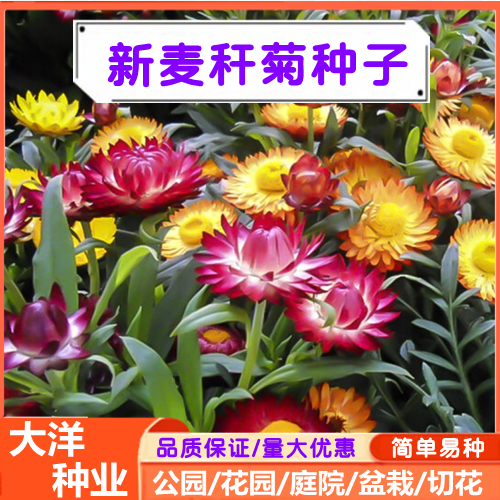 沭阳县麦秆菊种子 麦杆菊种子菊花种子春季种植蜡菊景观花卉园艺庭院盆
