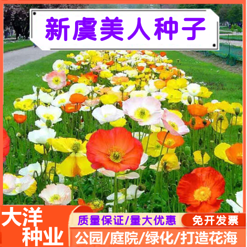 沭阳县虞美人种子冰岛虞美人种子四季易种花卉种子盆栽植物庭院打造花