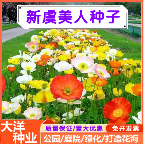 沭阳县虞美人种子冰岛虞美人种子四季易种花卉种子盆栽植物庭院打造花