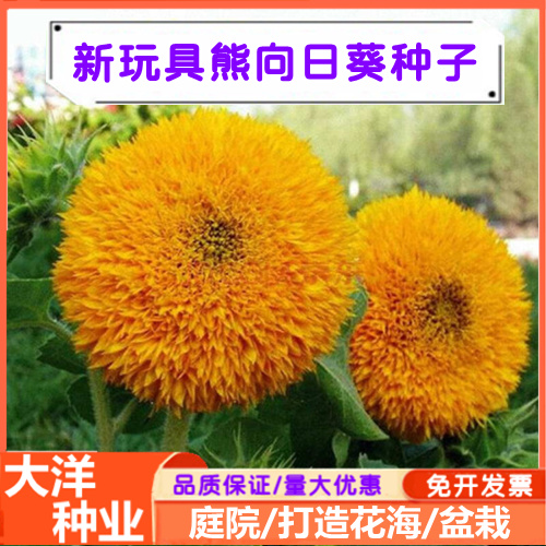 沭阳县重瓣玩具熊向日葵种子观赏矮向日葵种子春季盆栽阳台花海庭院种