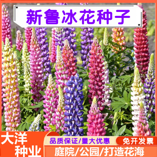 鲁冰花种子羽扇豆种子多年生花卉打造花海庭院花坛种植