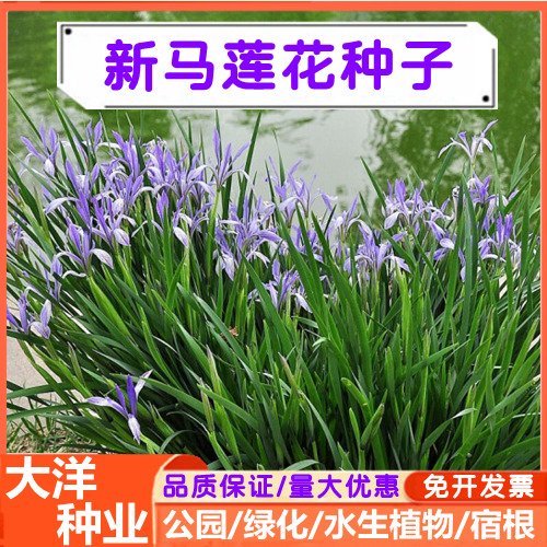 沭阳县马兰花种子马莲花种子水生植物耐寒耐旱耐盐碱宿根花卉四季易种