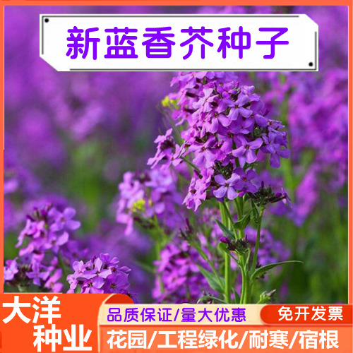 沭阳县蓝香芥种子紫色油菜花籽耐寒耐阴易活花卉种子多年生路边花海观