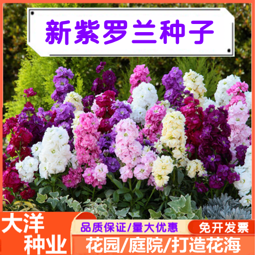 沭阳县紫罗兰种子花种子园林绿化四季易种易活草花庭院种植盆栽种植