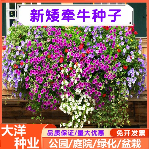 沭阳县牵牛花种子  矮牵牛种子多年生混色花卉种子四季易种植易活盆栽