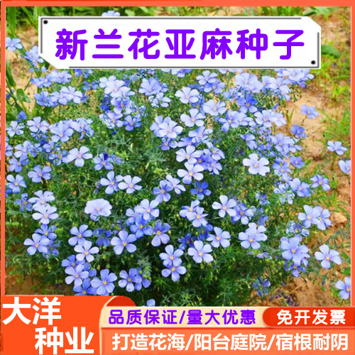 蓝花亚麻种子多年生宿根花卉盆栽种子耐寒耐阴春秋播种园林室外