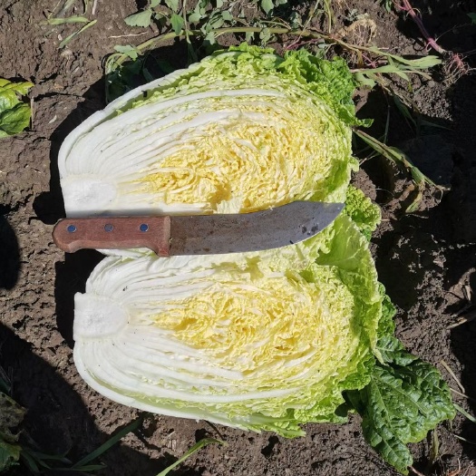 肇州县黄心大白菜，大量上市