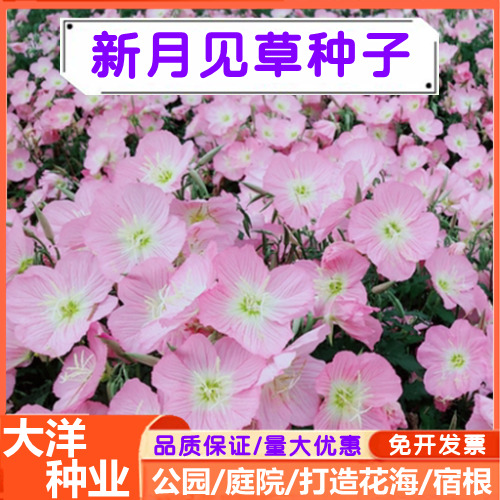 沭阳县月见草种子美丽月见草种子夜来香种子多年生宿根花卉打造花海