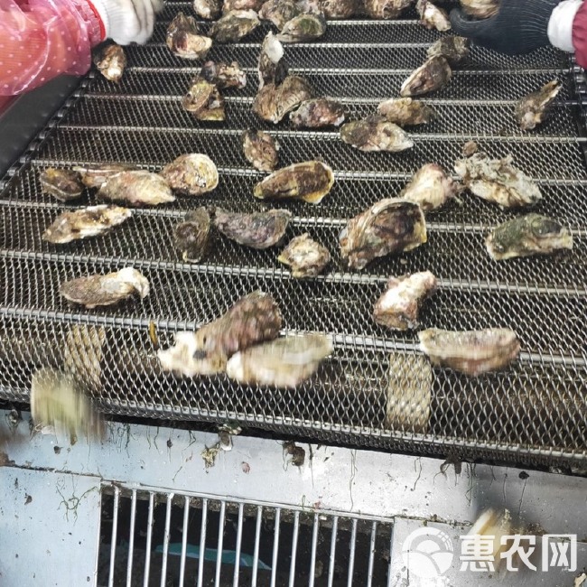 500个起批精品半壳生蚝鲜活福建牡蛎海蛎子烧烤地摊美食