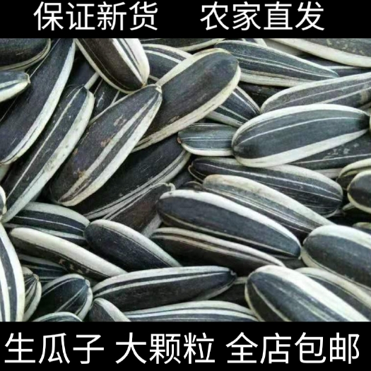 杭锦后旗2023年生瓜子内蒙古格瑞6号大颗粒精品包邮