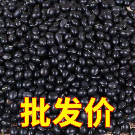 黑豆种子 扁粒黄心黑豆种子 生黑豆芽 生黑豆苗 当季新种