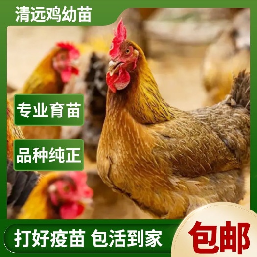 南宁正宗广东【清远鸡】麻鸡苗中华名鸡包健康
