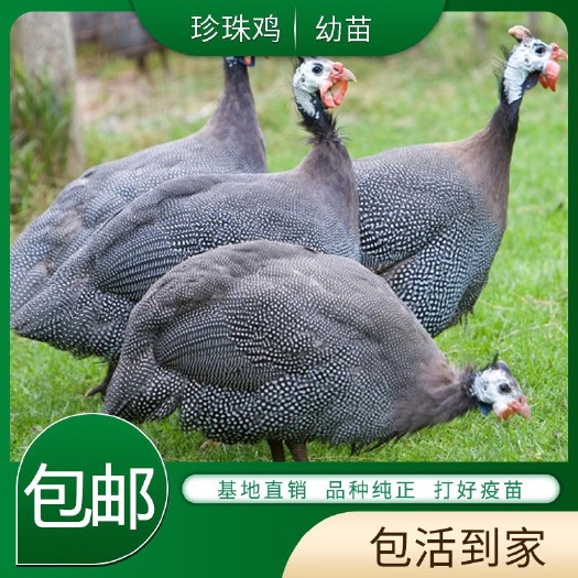 南宁纯种【珍珠小鸡】非洲引进高品质珍禽活苗包健康