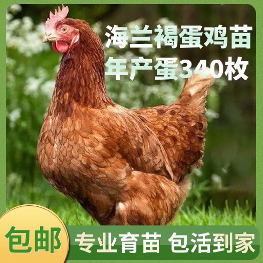 南宁高产【海兰褐蛋鸡】年产340枚蛋厂家直销包健康