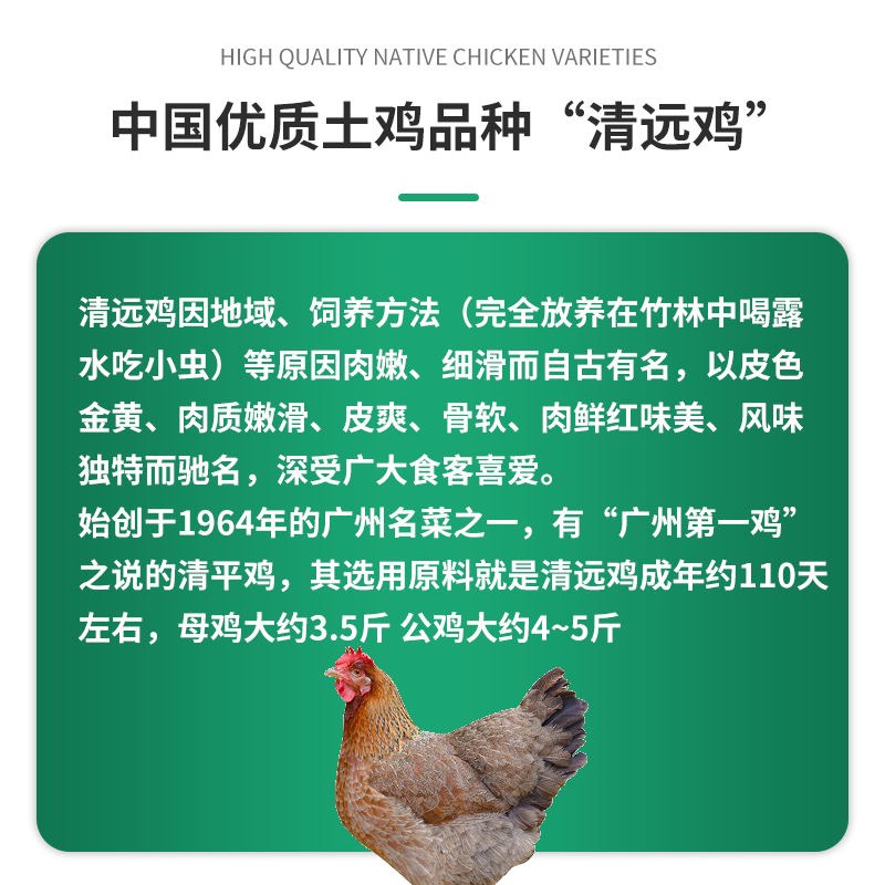 正宗广东【清远鸡】麻鸡苗中华名鸡包健康