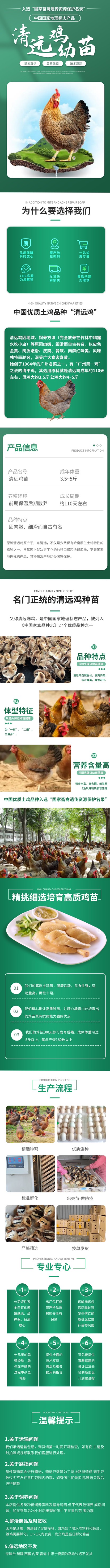 正宗广东【清远鸡】麻鸡苗中华名鸡包健康