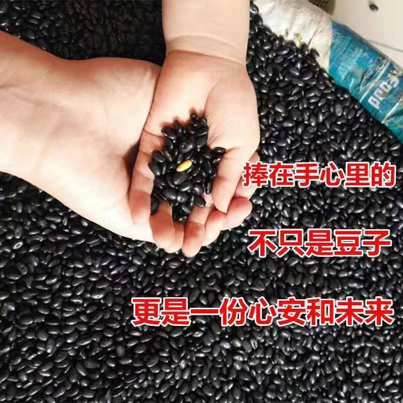 黑豆種子 扁粒黃心黑豆種子 生黑豆芽 生黑豆苗 當(dāng)季新種