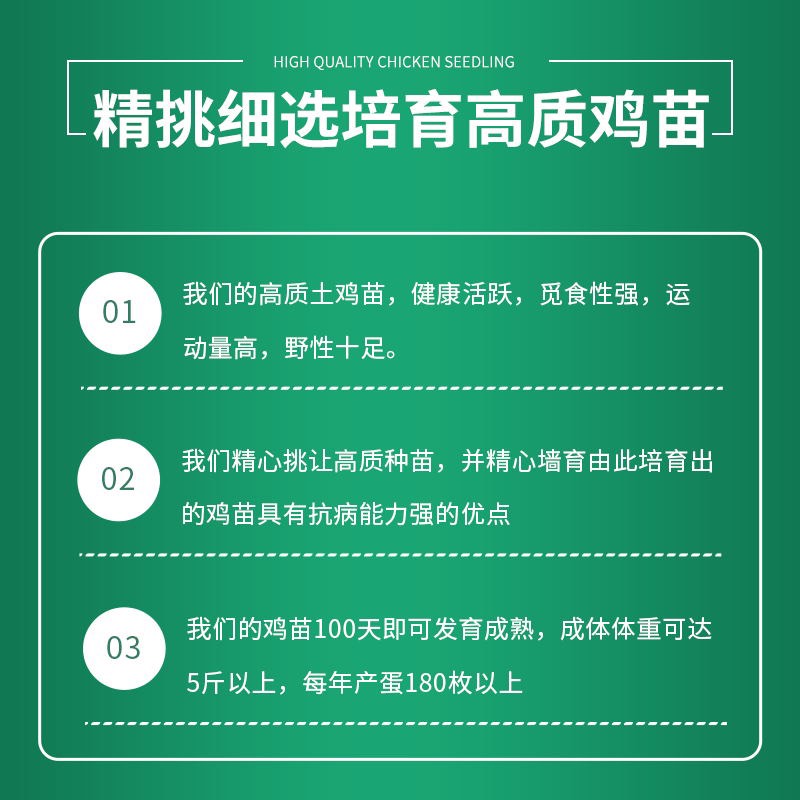 正宗广东【清远鸡】麻鸡苗中华名鸡包健康