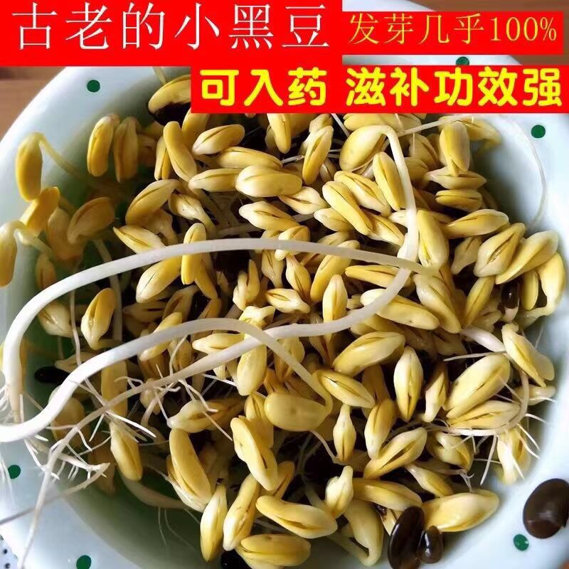 黑豆種子 扁粒黃心黑豆種子 生黑豆芽 生黑豆苗 當(dāng)季新種