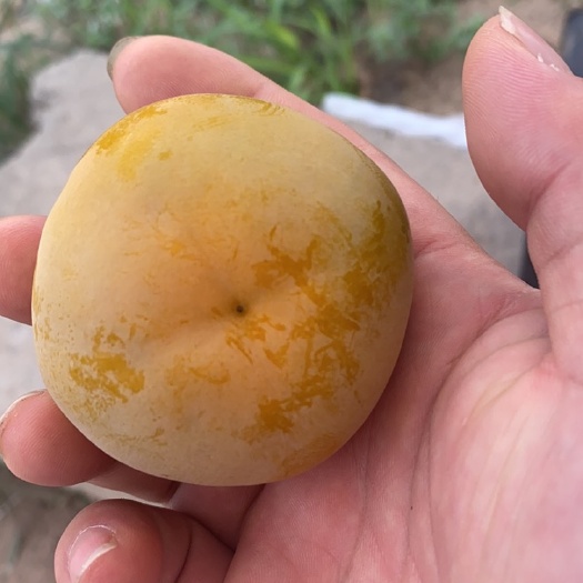 大荔县价格便宜实惠