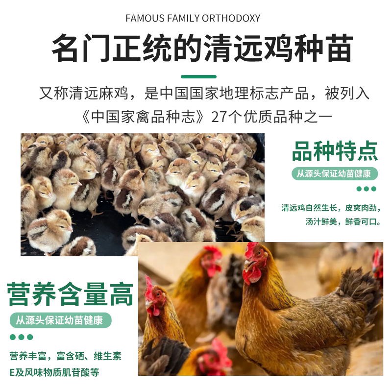 正宗广东【清远鸡】麻鸡苗中华名鸡包健康