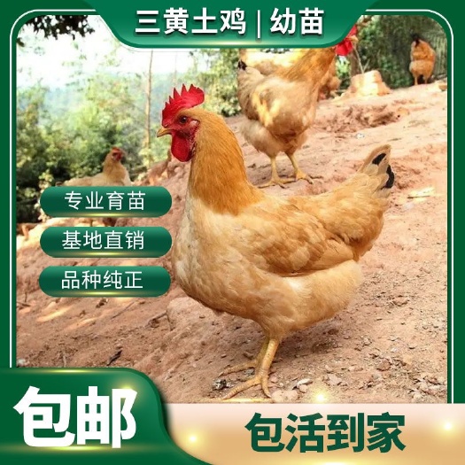 南宁正宗【三黄鸡】活鸡小鸡家养土鸡厂家直销包健康