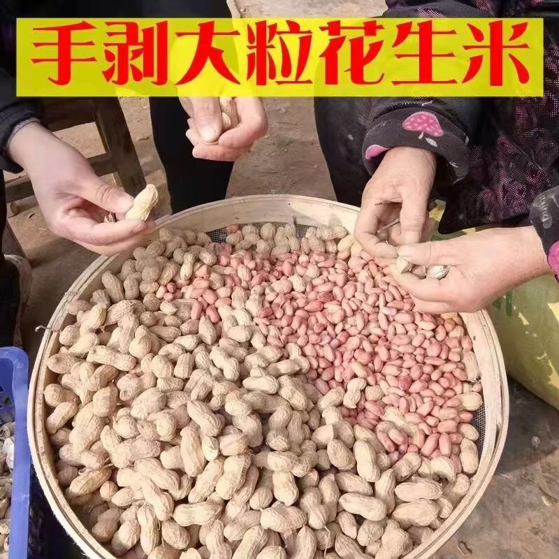 水培花生芽专用花生米9616专业芽苗菜专用花生种子纯手工剥壳