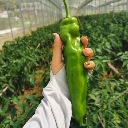 兴义市贵州 黔西南州 泡椒辣椒 硬皮 薄皮 大棚辣椒 150亩