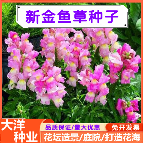 金鱼草种子龙头花室内阳台庭院种植春秋四季播种易活花卉种子