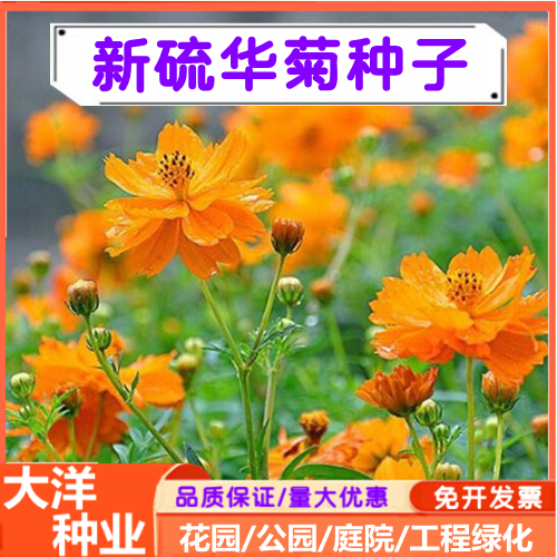 沭阳县硫华菊种子黄波斯菊花种子黄秋英花种子耐贫瘠耐旱花期长工程绿