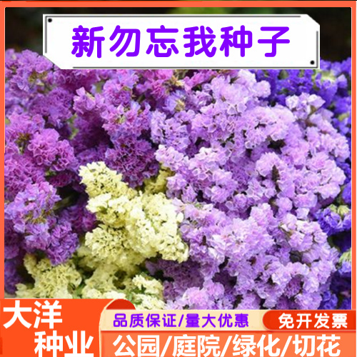 沭阳县勿忘我花种子切花宿根多年生勿忘草种籽耐寒四季开花盆栽庭院花卉