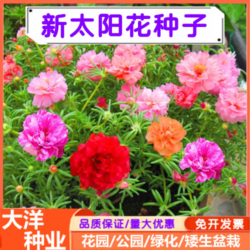 太阳花种子重瓣太阳花大花马齿笕种子四季开花盆栽花卉颜色多