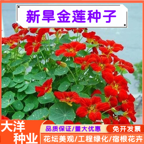 沭阳县旱金莲种子旱荷花爬藤花卉籽室内盆栽室外庭院四季开花易活种子