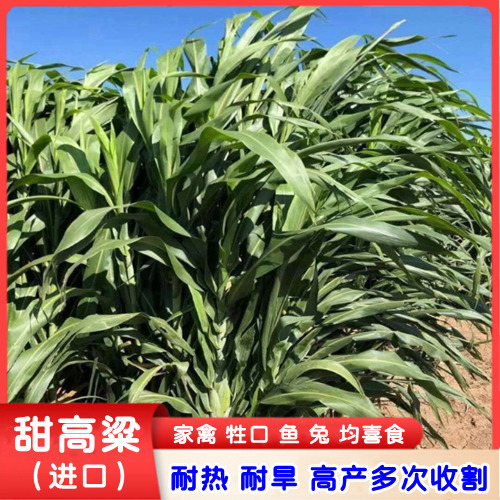 沭阳县甜高粱种子饲用甜高粱牧草种子耐热耐旱大力士甜高粱家禽牲口