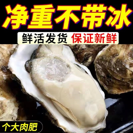连云港生蚝鲜活大生蚝肥生蚝海蛎特大牡蛎当日现捕鲜活发货生蚝大号批发