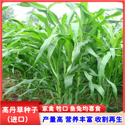 沭阳县苏丹草种子高丹草种子高产四季牧草种籽养殖鱼牛羊猪马专用饲料