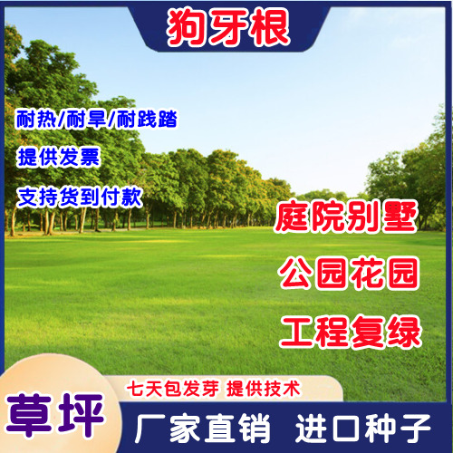 狗牙根种子狗牙根护坡草籽耐热耐旱耐践踏矮生草坪公园绿化