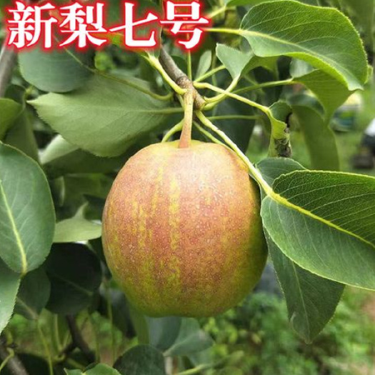 阳信县山东阳信特产脆甜多汁无渣媚梨七号新梨七号