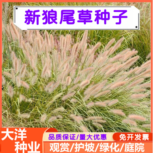 紫穗狼尾草种子观赏狼尾草种子庭院沙地护坡固土适应性强耐旱