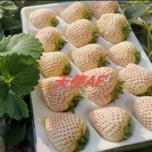 泰安草莓穴盘种苗 南方个大甜白草莓种  南方抗病草莓品种