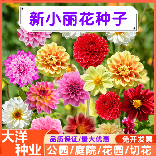 沭阳县小丽花种子花卉种子小丽花新种子阳台盆栽庭院种植道路花海绿化