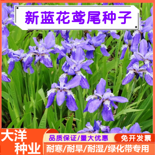 蓝花鸢尾种子鸢尾种子紫蝴蝶苗庭院绿化耐寒耐湿耐阴打造花海