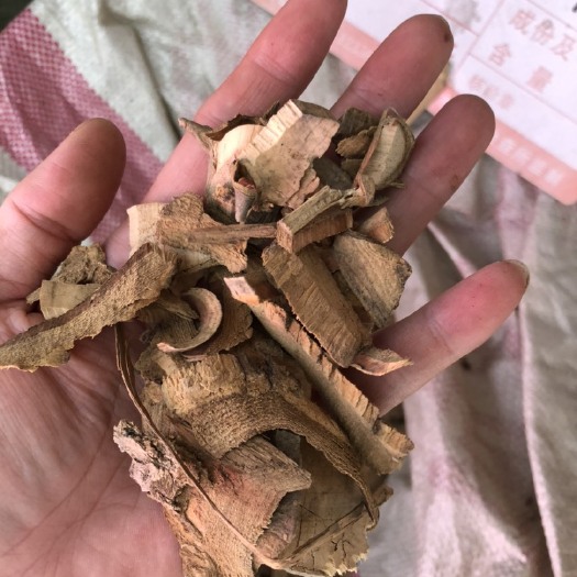 玉林喜树果枝千丈树水栗子天梓树枝