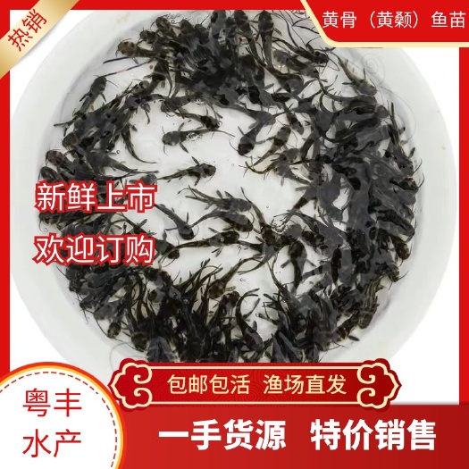 广州粤丰黄骨鱼苗 优质黄颡鱼苗 支持全国发货