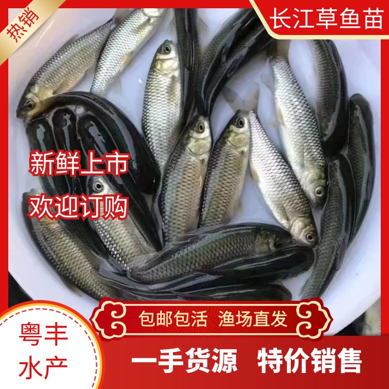 ʲ  㶫泡ֱ 