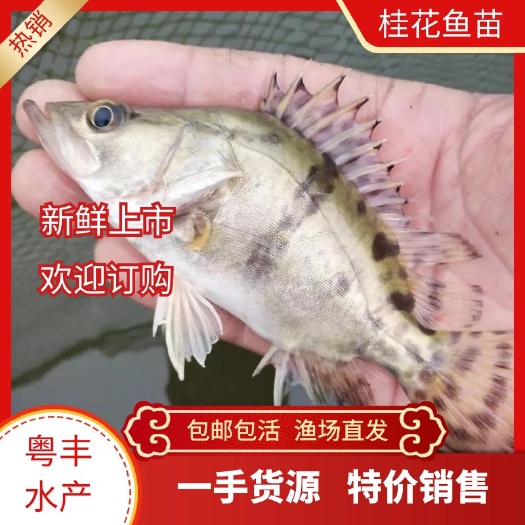 广州优质桂鱼苗 鳜鱼苗 翘嘴桂鱼苗 淡水鱼苗场