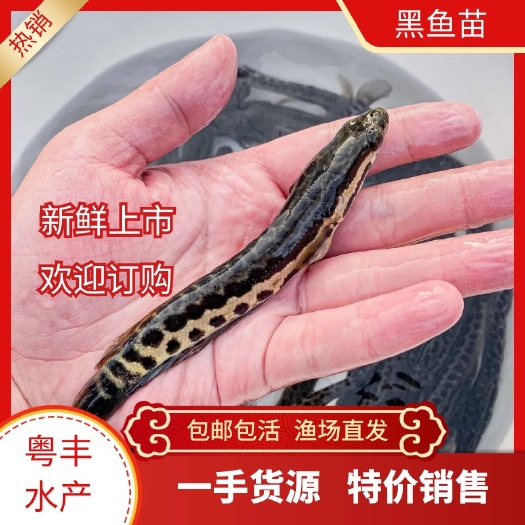 广州超大规格黑鱼苗，生鱼苗，渔场直销，全程技术指导，包邮安全到家