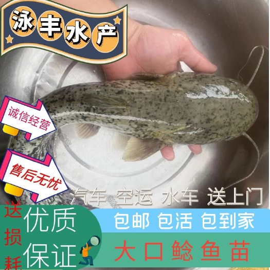 惠州大口鲶鱼苗塘鲺活体水花好养殖淡水观赏小鱼苗河二须胡子土鲶鱼苗